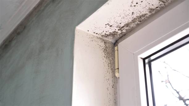 Best Emergency Mold Remediation  in Willow Park, TX