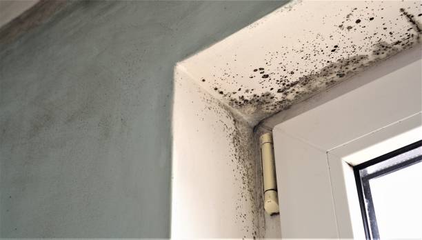 Best Mold Damage Restoration  in Willow Park, TX