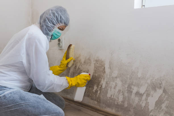 Best Biohazard Mold Removal  in Willow Park, TX