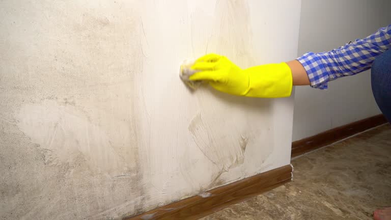 Reliable Willow Park, TX Mold Removal Solutions