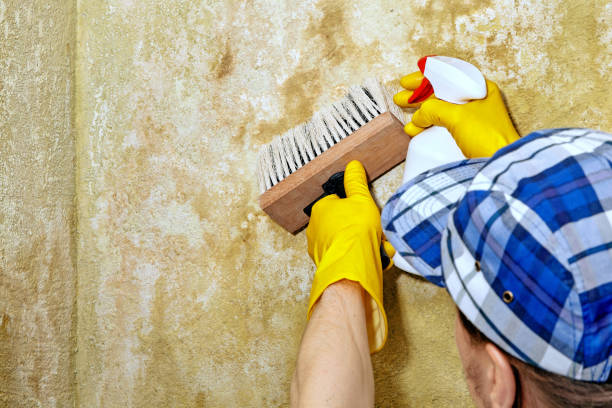 Best Attic Mold Removal  in Willow Park, TX