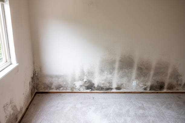 Best Mold Prevention Services  in Willow Park, TX