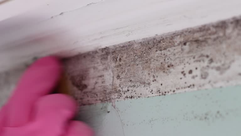 Best Asbestos and Lead Testing During Mold Inspection  in Willow Park, TX